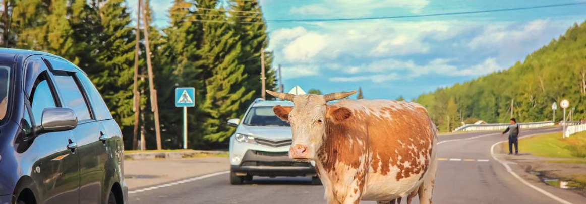 cow on side of the road jogger injured by cow could have a personal injury claim